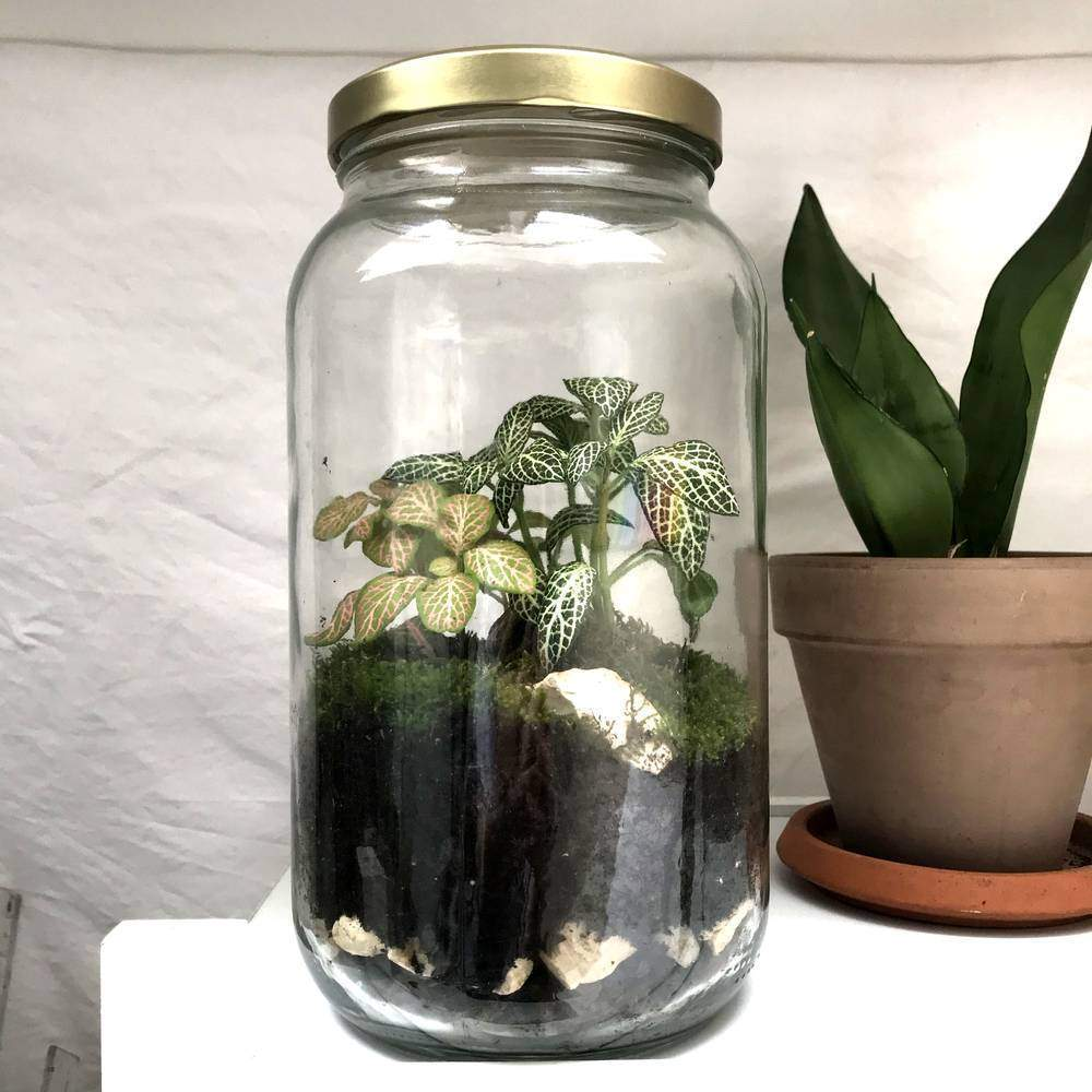 Atelier Terrarium